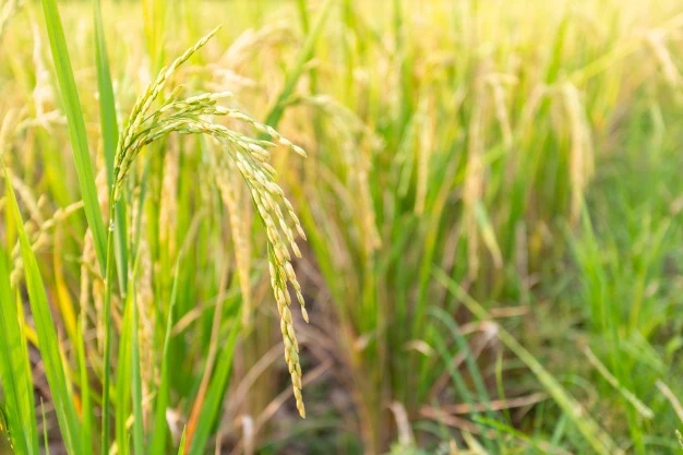 Vì sao một số thực vật rỗng thân? – Kho truyện cổ tích