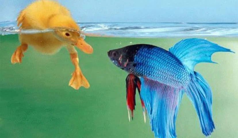 Vịt và Cá rô – Kho truyện cổ tích | Đọc và nghe truyện cổ tích miễn phí